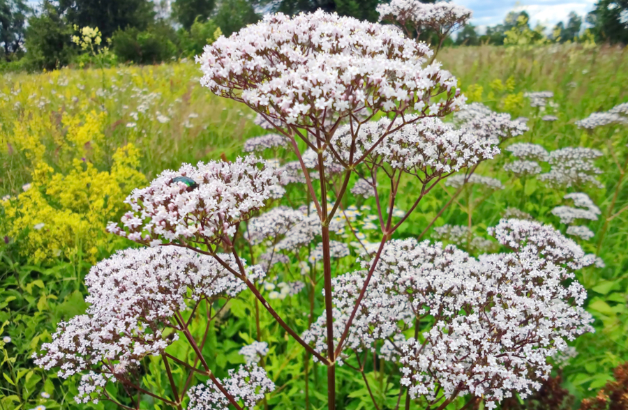 Valerian root