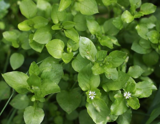 Chickweed