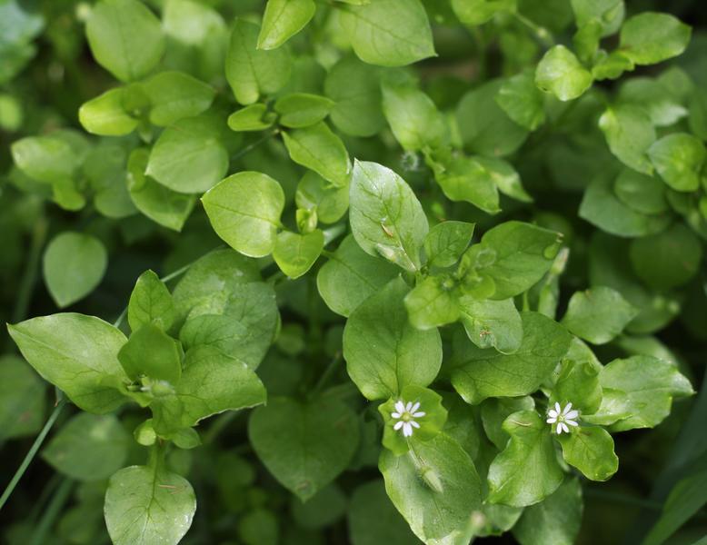 14 Benefits of Chickweed (Dr. Sebi Approved) » The African Bio-Mineral ...