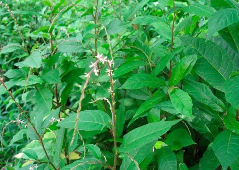 Anamu (Guinea-Hen Weed)