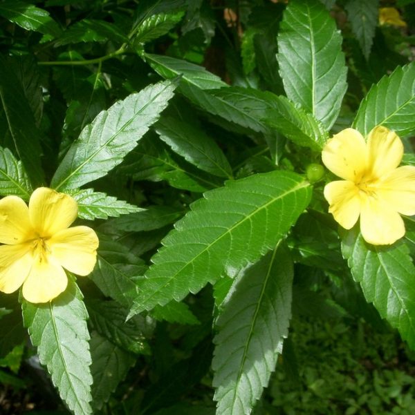 Damiana plant