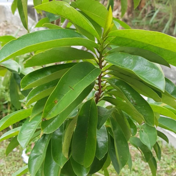 Soursop Leaves