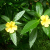 Damiana