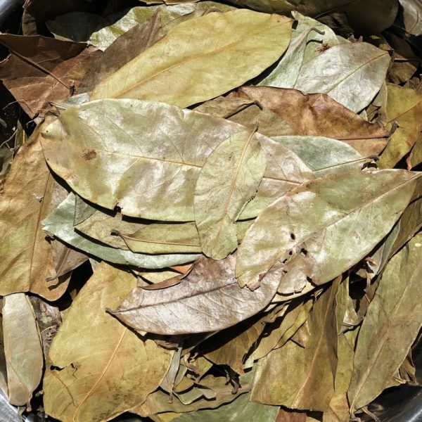 Soursop leaves