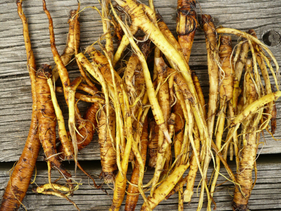 Yellowdock root