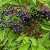 Elderberries