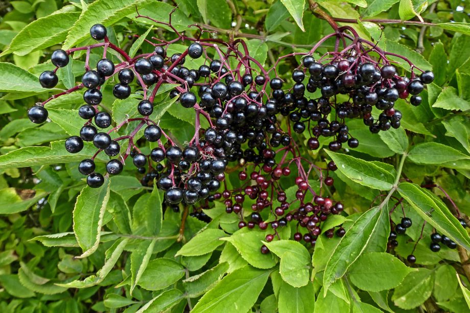 Elderberries