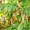 Tamarind fruit growing