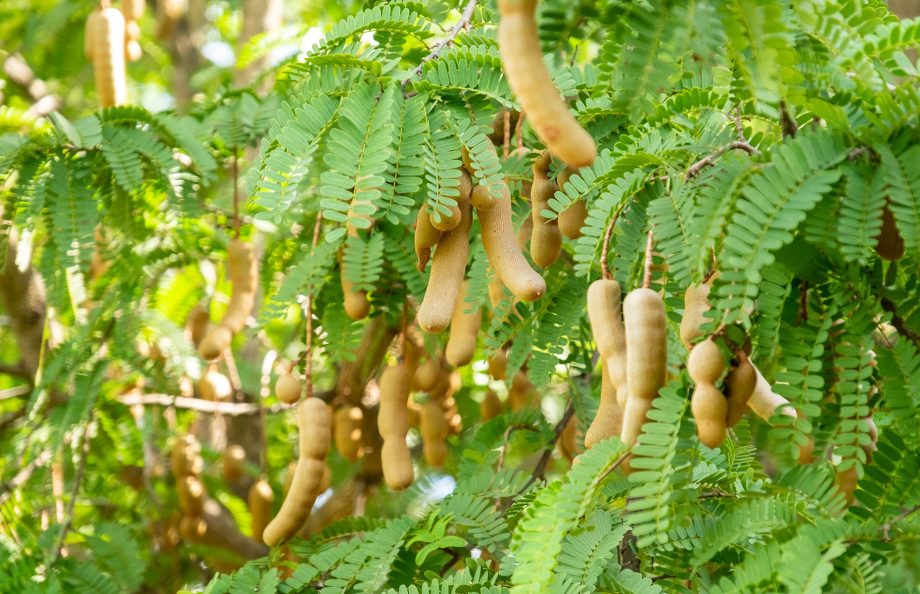 Tamarind fruit growing