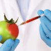 Genetically Modified Foods