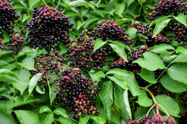 Elder