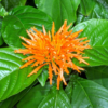 Muicle herb