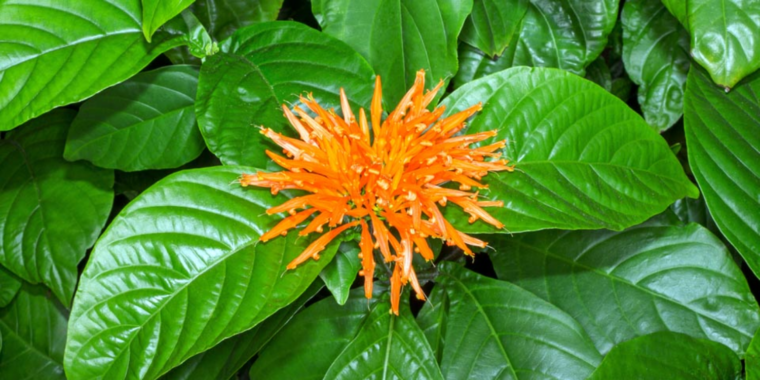 Muicle herb