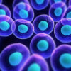 Cells