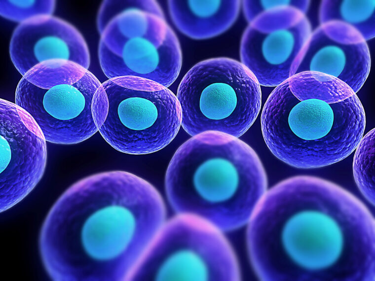 Cells