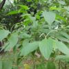The Healing Power of Cordoncillo Negro (A Dr. Sebi-Approved Herb) Cordoncillo Negro / Matico (Piper aduncum)