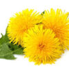 5 Great Dandelion Alkaline Recipes (Dr. Sebi Approved Herb) Dandelion