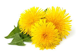 5 Great Dandelion Alkaline Recipes (Dr. Sebi Approved Herb) Dandelion