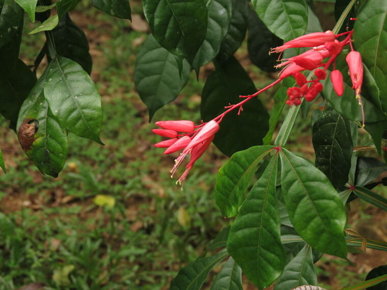 Quassia amara