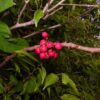 Capadulla Herb (Dulong, Capadulla Vine) – A Natural Aphrodisiac and Blood Tonic Doliocarpus dentatus -Capadulla