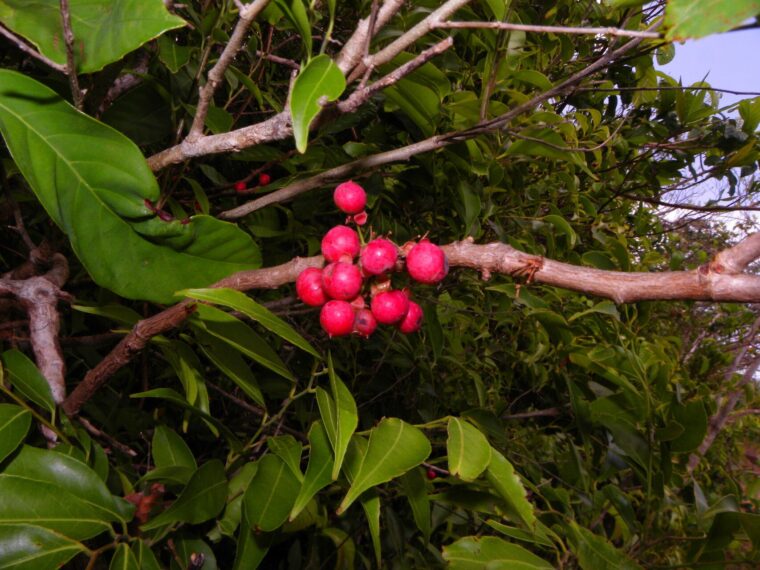 Capadulla Herb (Dulong, Capadulla Vine) – A Natural Aphrodisiac and Blood Tonic Doliocarpus dentatus -Capadulla