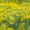 Fennel (Foeniculum vulgare) Benefits Fennel