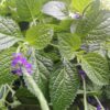Jamaican Blue Vervain Herbal Formulas Jamaican Blue Vervain