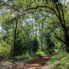 Why Indigenous Plants Are Important to Their Environment Karura Forest