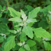 Dr. Sebi–Approved Herbs Traditionally Used for Poison, Detox, or Venom Support Lambs Quarters Greens