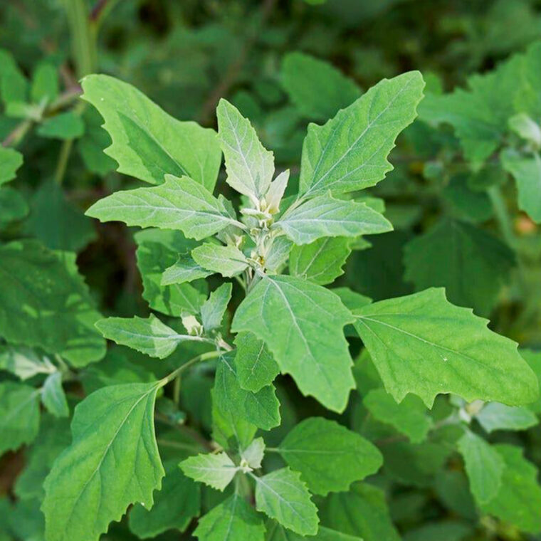 Lambs Quarters Greens