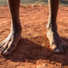 Grounded in Nature: Why Dr. Sebi Walked Barefoot Bare feet