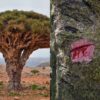 Drago (Croton lechleri / Sangre de Drago) – One of Dr. Sebi’s Sebi’s Favorite Herb DRAGO