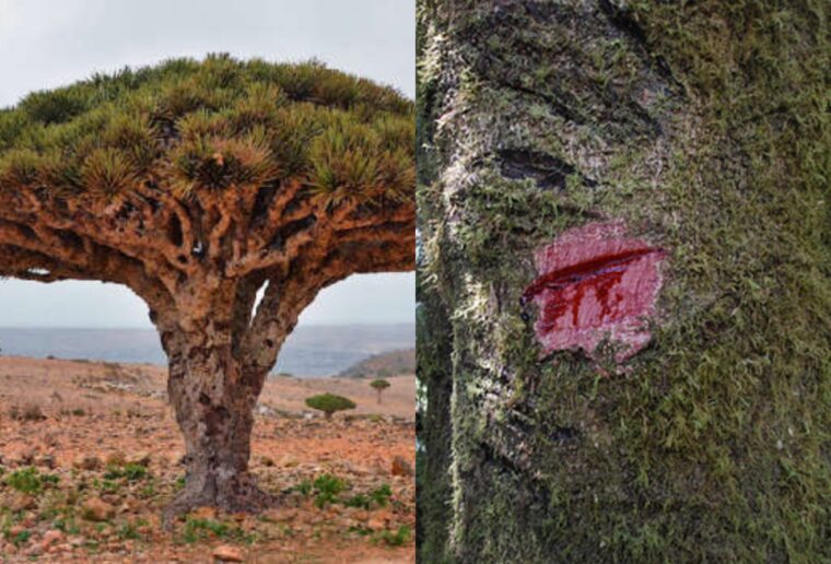 Drago (Croton lechleri / Sangre de Drago) – One of Dr. Sebi’s Sebi’s Favorite Herb DRAGO