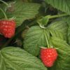 Red Raspberry (Dr. Sebi Approved) raspberry leaves