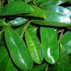 10 Amazing Benefits of Soursop Leaves Soursop leaves