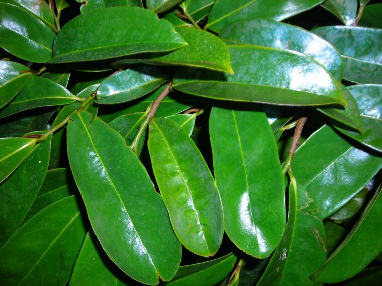 10 Amazing Benefits of Soursop Leaves Soursop leaves