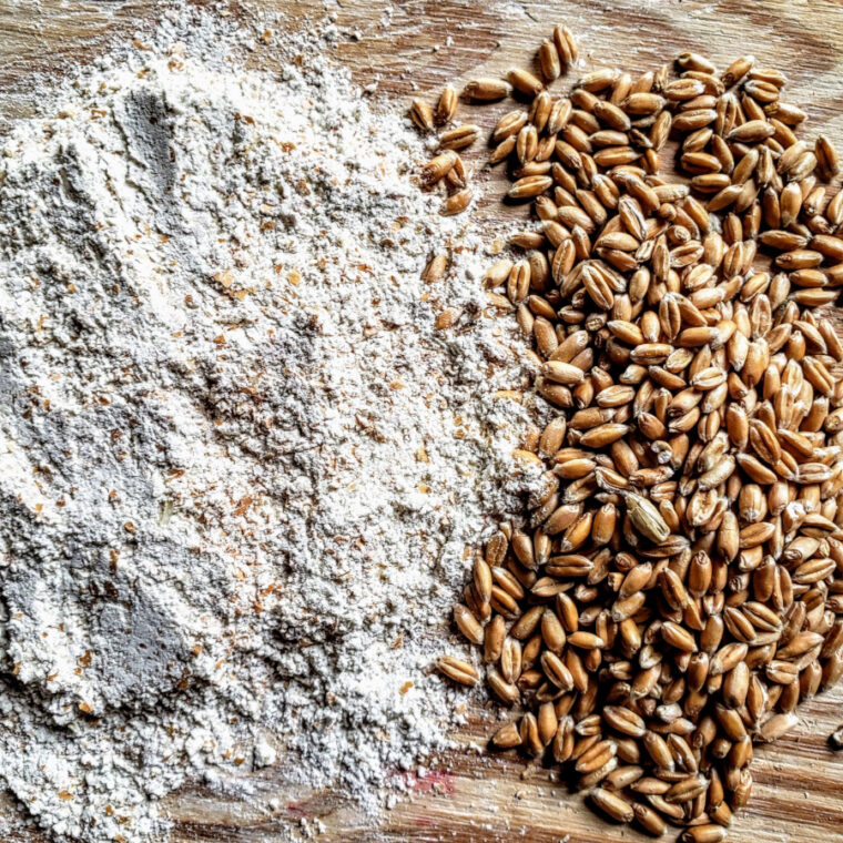 The Truth About Spelt: Clarified for the Alkaline Community Spelt flour and grain