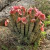 Hoodia Gordonii – The Desert Appetite Suppressant Hoodia gordonii