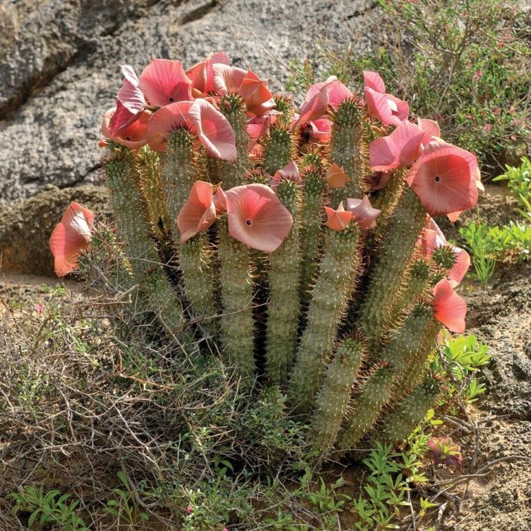 Hoodia gordonii