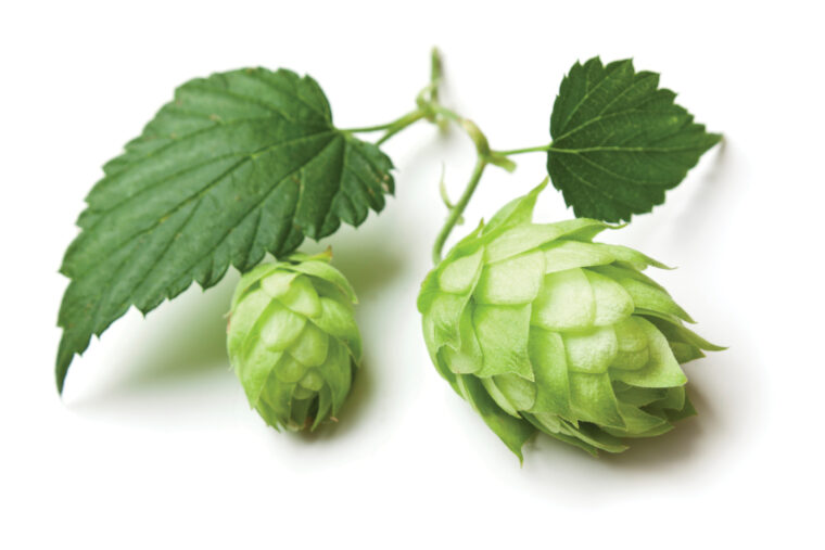 Key Medicinal and Health Benefits of Lúpulo (Including Recipes) lupulo (hops)