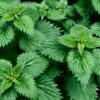 30 Dr. Sebi Anti-inflammatory Herbs / Plants Stinging nettle