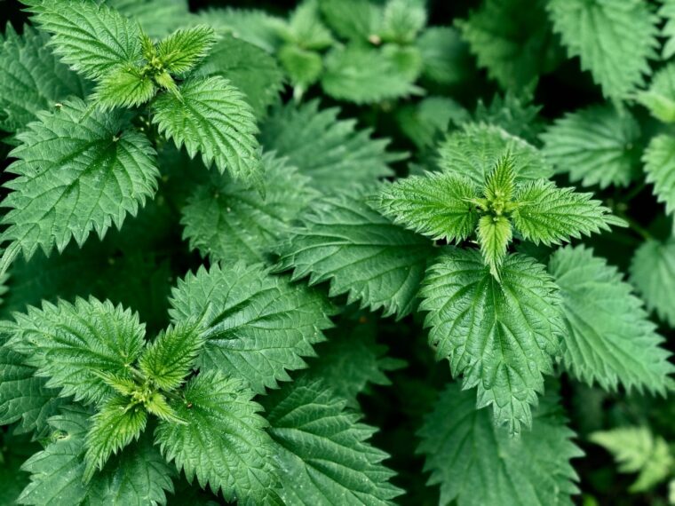 30 Dr. Sebi Anti-inflammatory Herbs / Plants Stinging nettle