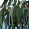 12 Dr. Sebi-Approved Herbs for Respiratory Health Eucalyptus