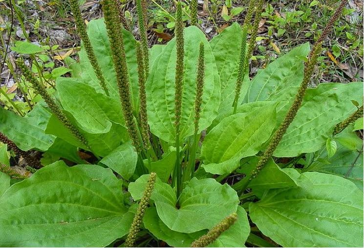 Herbal Wound Care Recipes: Natural Remedies for Minor Wounds Broad leaf plantain