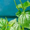 Shining Bush (Peperomia pellucida) – Dr. Sebi-Approved Herb Shining Bush (Peperomia pellucida)