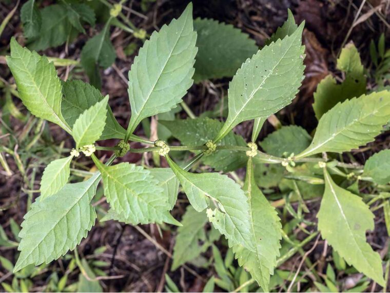 2 Fantastic Virginia Bugleweed Recipes Bugleweed (Lycopus virginicus,)