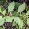 Virginia Bugleweed Herb Profile Bugleweed (Lycopus virginicus)