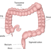 Large intestine