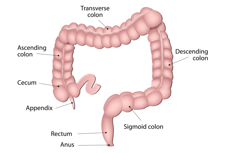 Large intestine