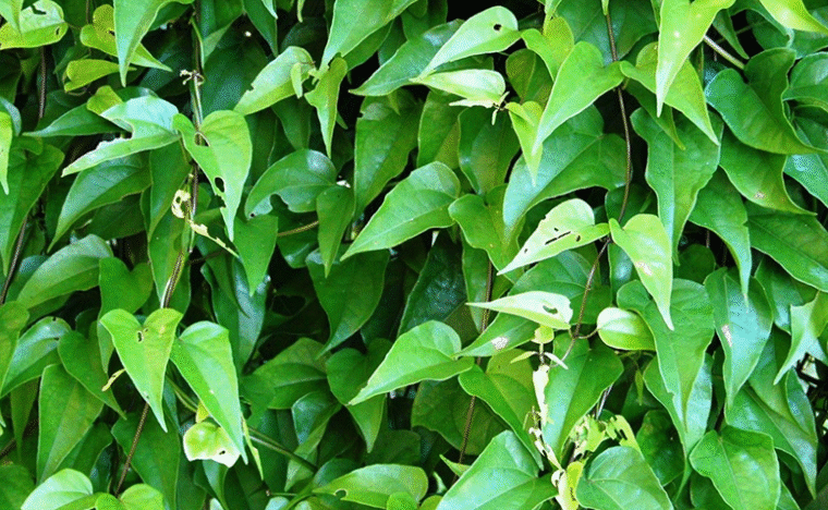 Botanical Clarification & Species Comparison – Guaco (Mikania spp.) Guaco